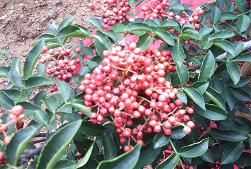 花椒老了采摘好还是嫩点采摘好,花椒的正确采摘方法