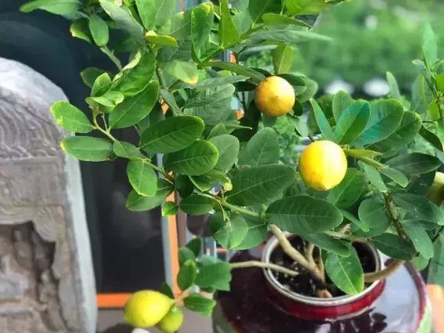 给花浇凉白开,给花浇多菌灵水会怎样