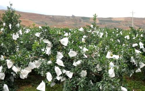 石榴套袋请人套袋,石榴套袋和不套袋的好处与缺点