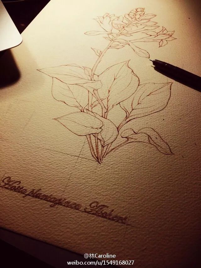 央视最美插画,央视点赞最美老师