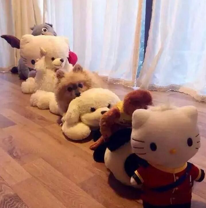 一个超级感人关于狗狗的故事,暖心主人和励志狗狗的故事