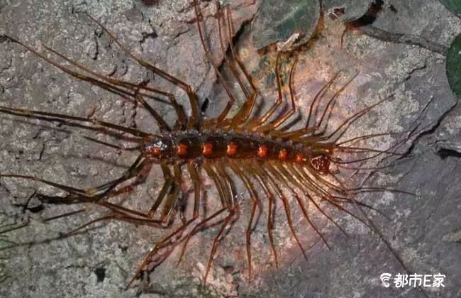 被马蜂蜇了的最快速处理办法,被马蜂蛰的100种方法