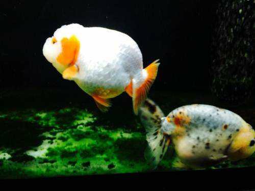 兰寿都是短尾巴吗,兰寿为什么短尾