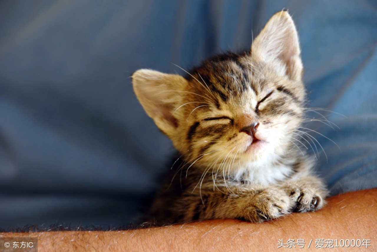 小猫猫癣加耳螨,猫咪有奶癣耳螨能打疫苗吗