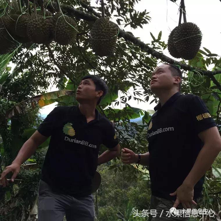 从榴莲代购起家，到64个实体销售点，他势要打造一个榴莲王国