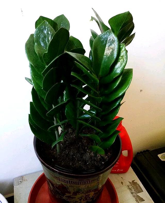 金钱树浇什么水能使叶子油绿旺盛,金钱树叶子不够油绿是什么原因