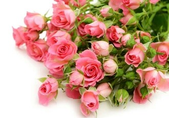 花语大全40种花的花语,花语大全50种花的花语读出来