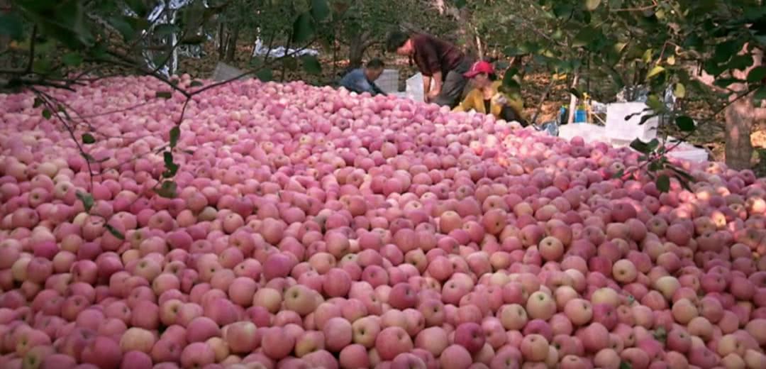中国农村电影豆瓣,中国乡村大型纪录片