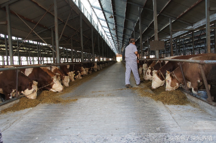 给牛喂药的正确方法,如何给牛喂药视频