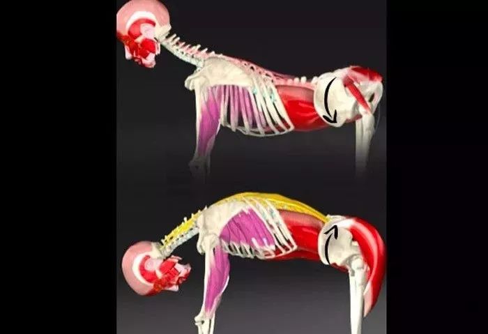 猫牛式动作讲解,猫牛式正确练习和错误练习