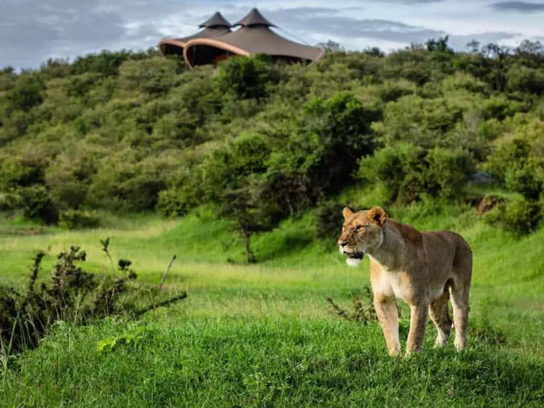 非洲丨生命大迁徙的狂奔之旅