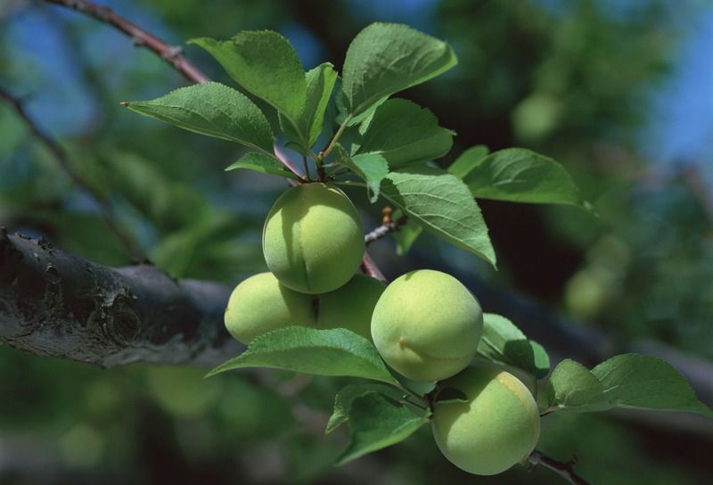 果树常用的11种杀菌剂,果树常用杀虫杀菌剂表
