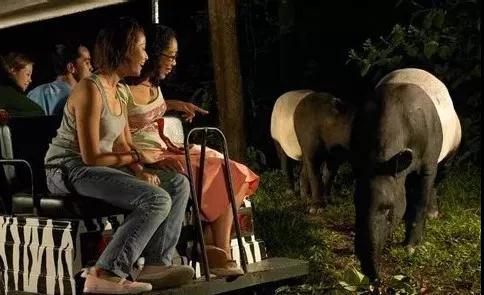 新加坡夜间动物园英语版,新加坡圣淘沙夜间动物园