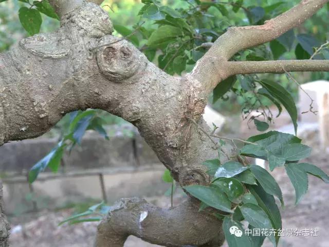 原生桩造型,原生苗盆景定型