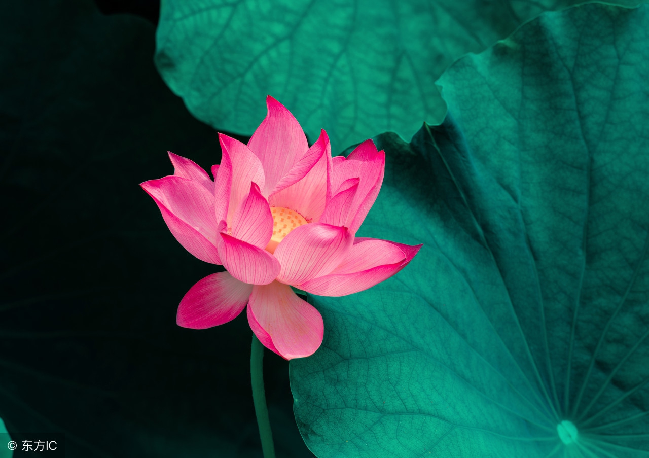 来生的缘,来生的缘女声独唱