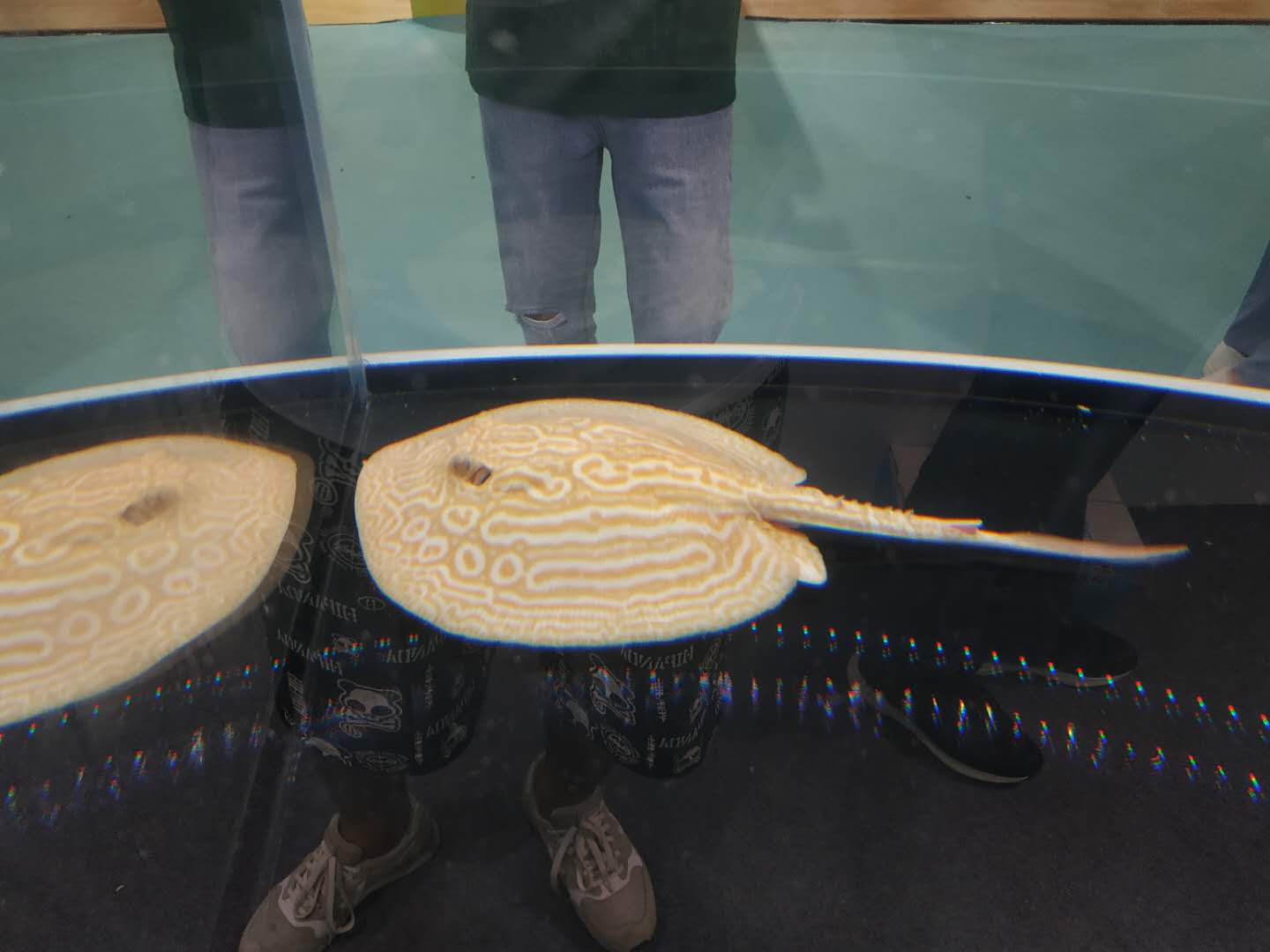 十大顶级巨型观赏鱼视频播放,顶级观赏鱼高清全屏视频