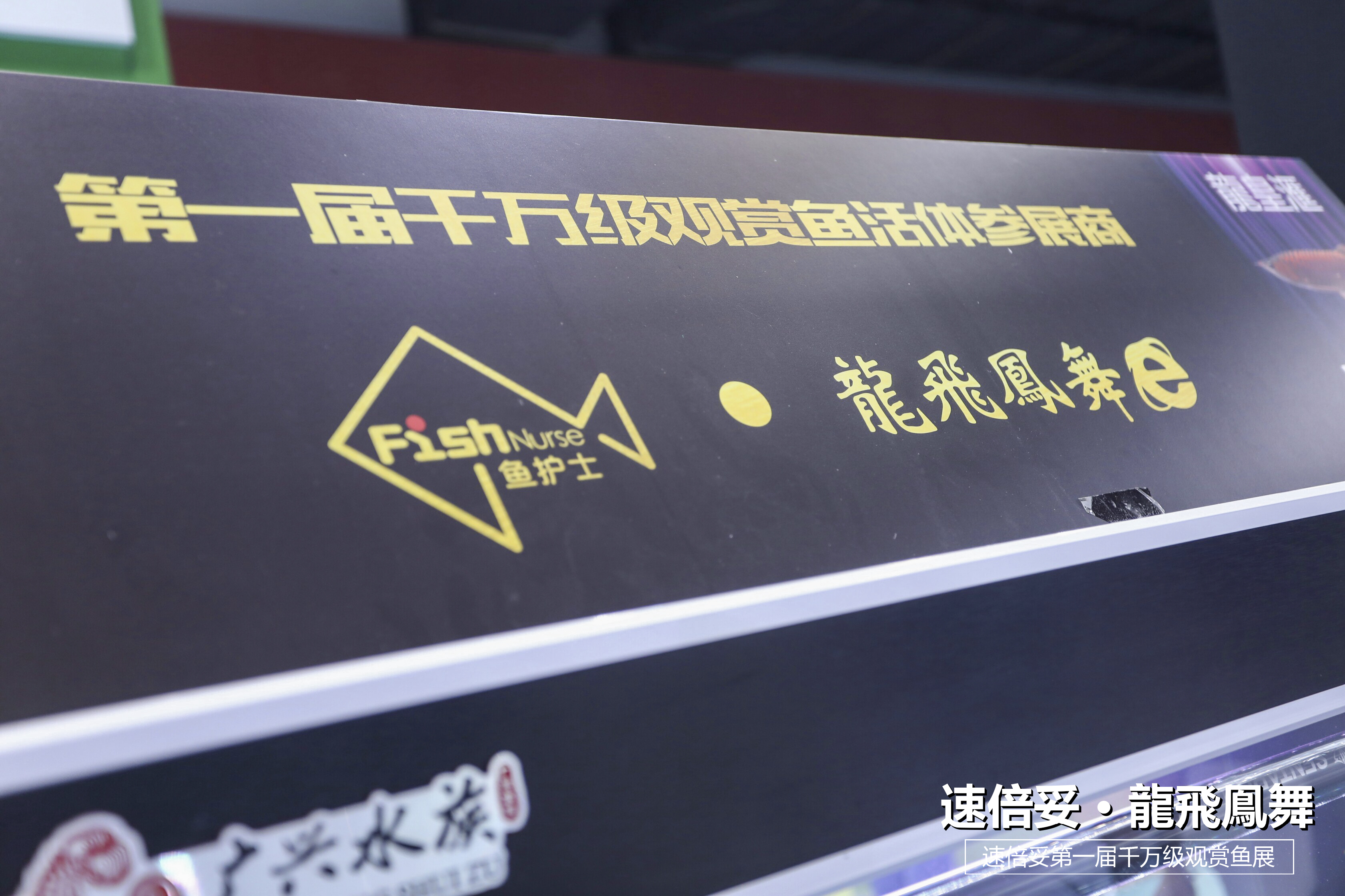 十大顶级巨型观赏鱼视频播放,顶级观赏鱼高清全屏视频