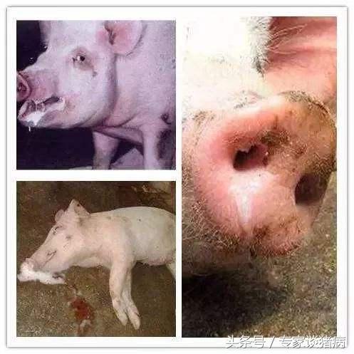 秋季猪场毛病多，还是猪场咳喘在作祟，快来看看专家如何去防控