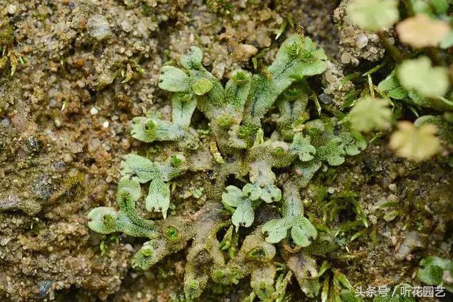 苔藓王国,奇妙的苔藓世界