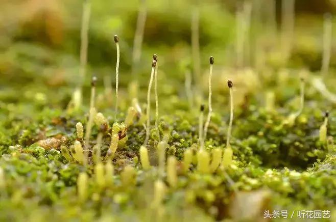 苔藓王国,奇妙的苔藓世界