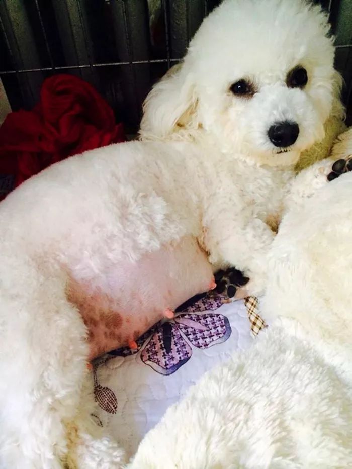 比熊狗狗经常呕吐是什么原因,比熊犬老是呕吐是怎么回事