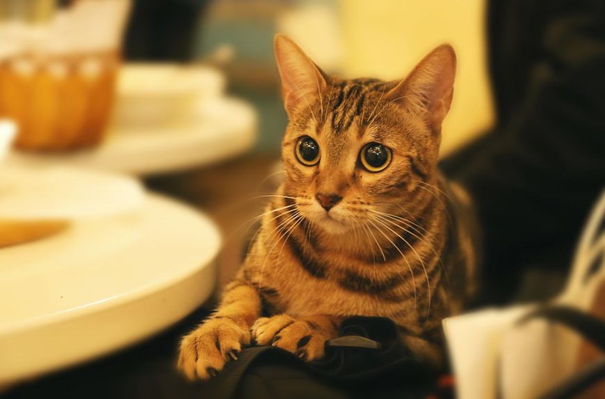 养猫早上如何睡安稳觉,养猫怎么日常清洁