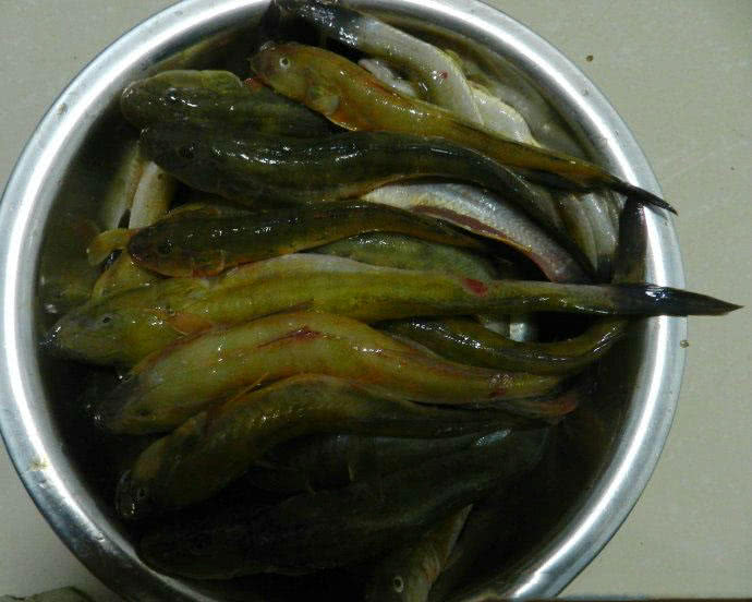 观赏鱼长得像鲶鱼是什么鱼,体型大只像鲶鱼一样的鱼