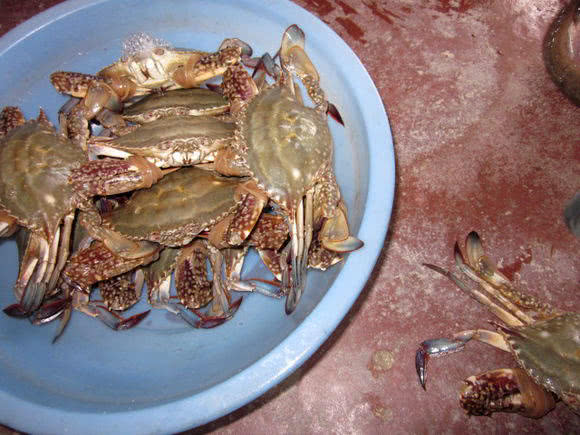 观赏鱼长得像鲶鱼是什么鱼,体型大只像鲶鱼一样的鱼