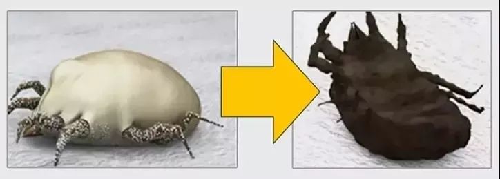 床上有螨虫身上痒用什么药来洗,身上痒可能床上有螨虫怎么解决啊