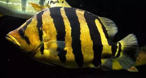 中华栉孔鰕虎鱼介绍,矛尾复鰕虎鱼介绍