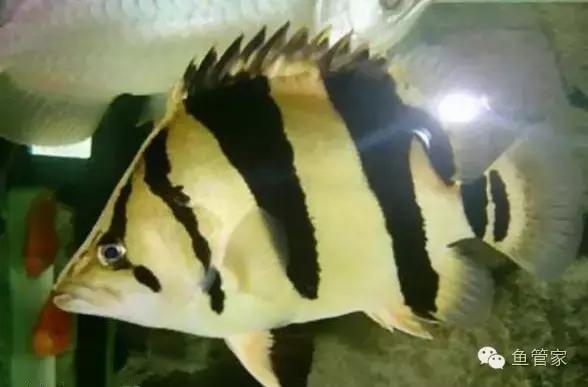 中华栉孔鰕虎鱼介绍,矛尾复鰕虎鱼介绍