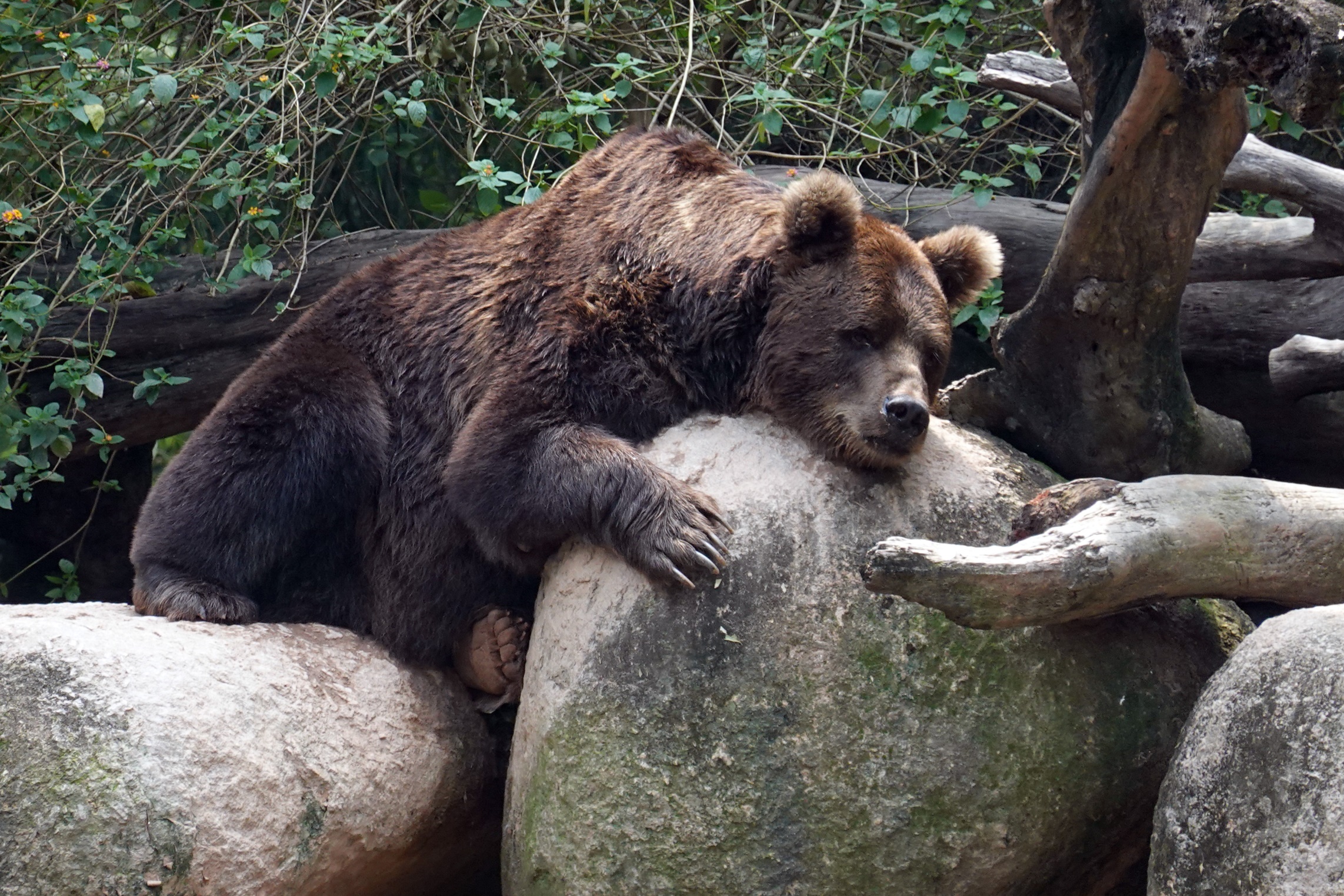 有舍有得，RX100M6长隆野生动物园中秋行摄记