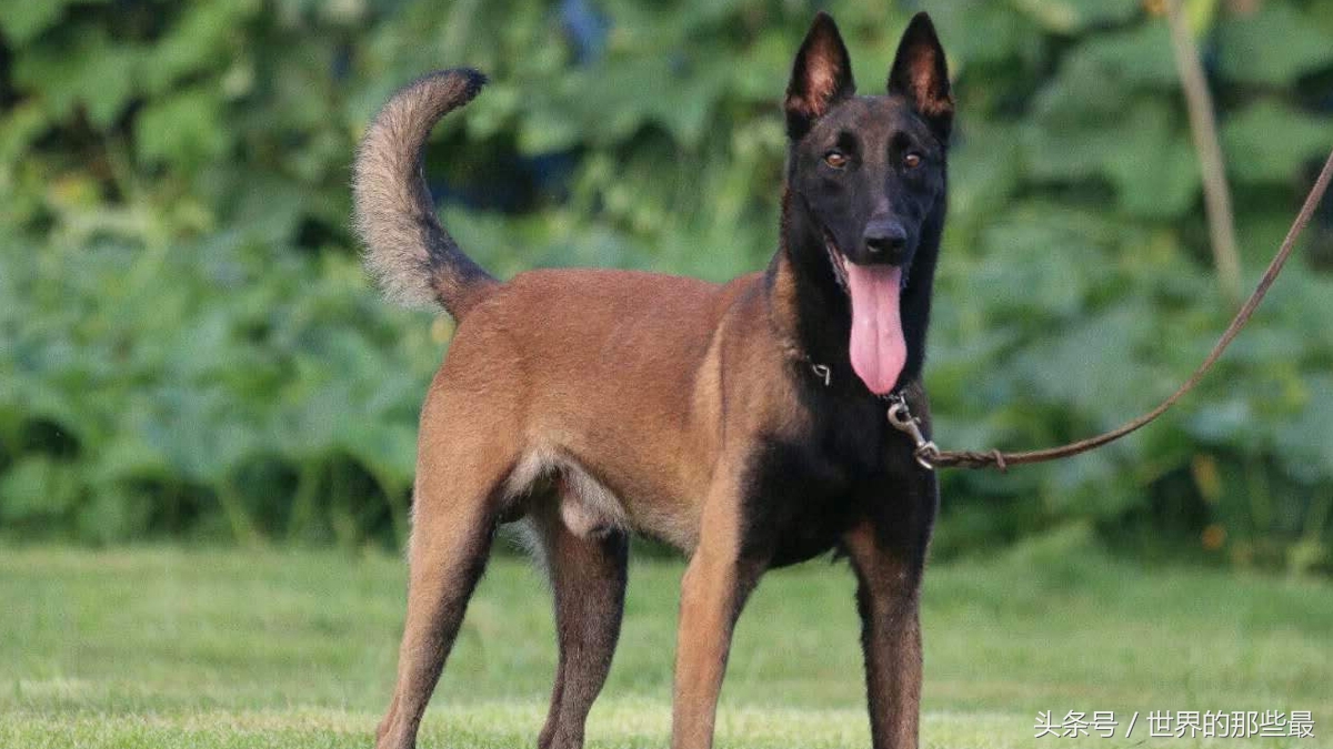 中国最厉害的狼排名,中国最猛的十种犬