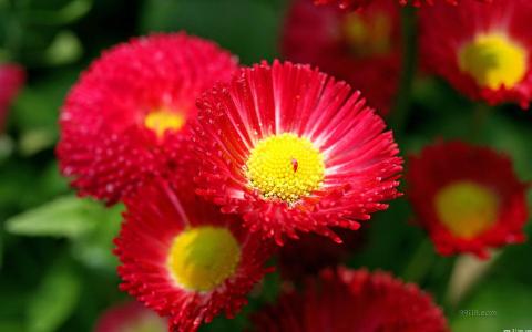 养花方法大全,花店一般怎么养花护花