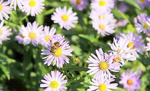 养花方法大全,花店一般怎么养花护花