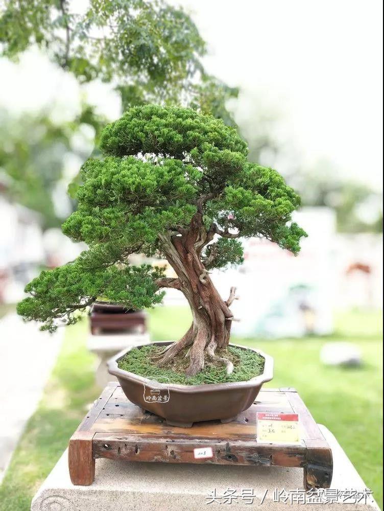 百年精品流苏老桩盆景,精品南天竺盆景