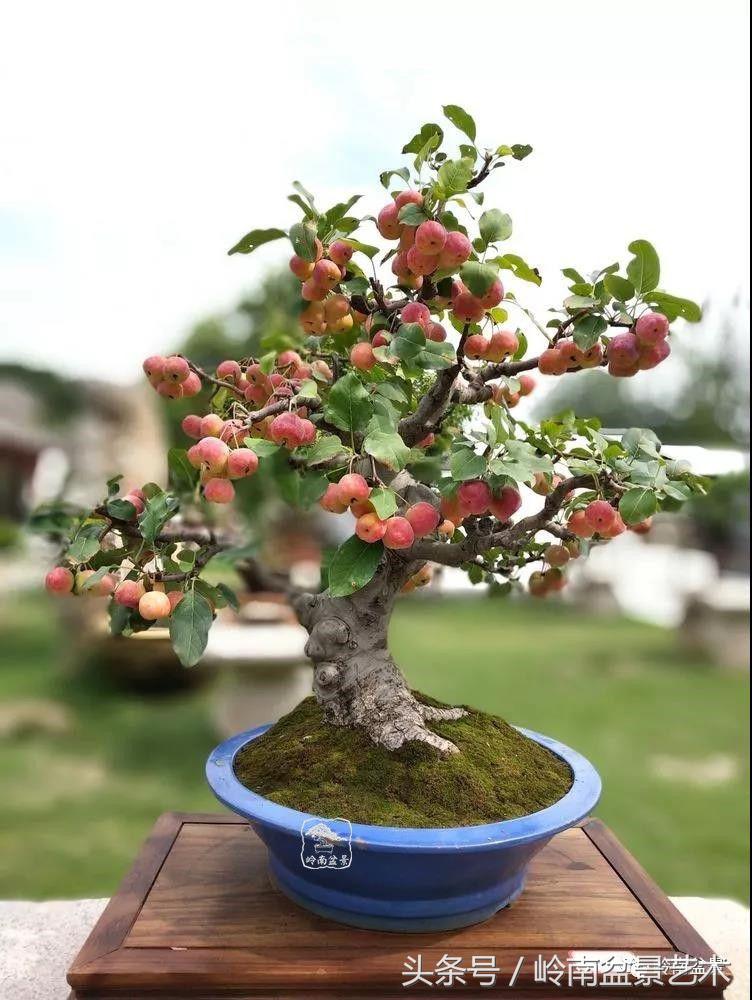 百年精品流苏老桩盆景,精品南天竺盆景