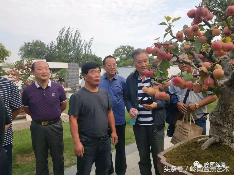 百年精品流苏老桩盆景,精品南天竺盆景
