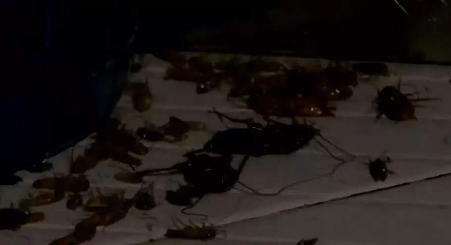 蟑螂怎么把它弄死,怎么把蟑螂给弄死