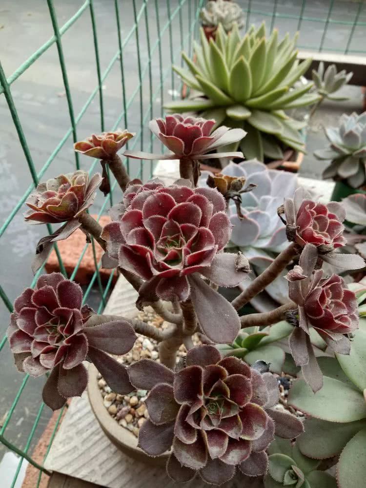 命运多舛，痴迷淡然，肉坚强们逆袭在秋天！