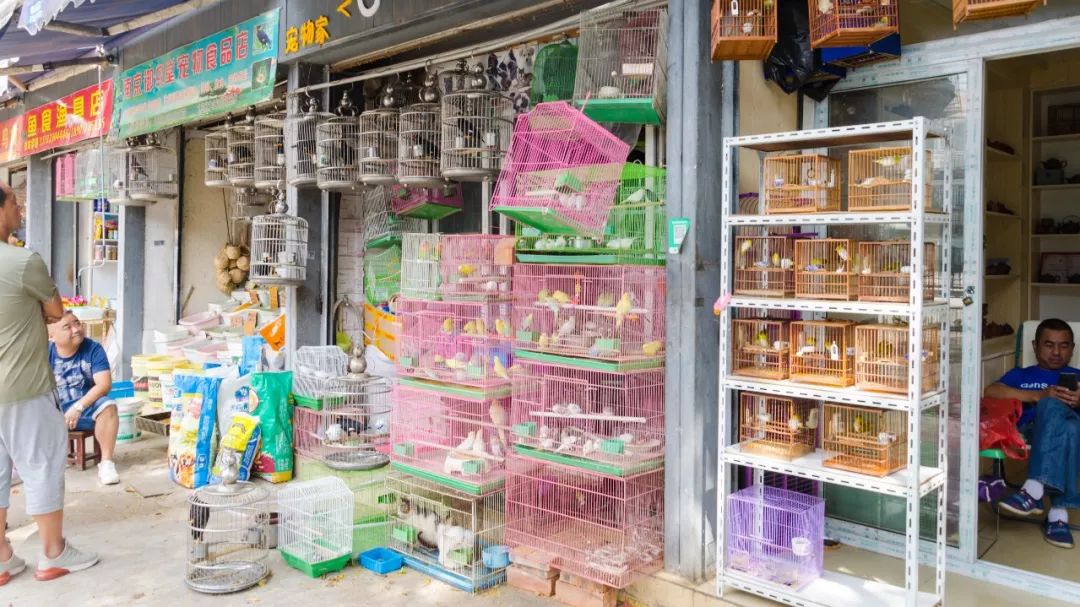 夫子庙花鸟鱼虫市场回忆,夫子庙花木鱼虫市场