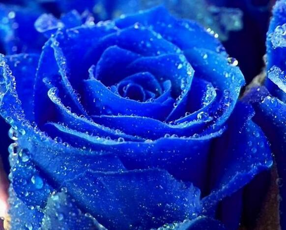 蓝色妖姬是怎样培植出来的,蓝色妖姬能种植出来么