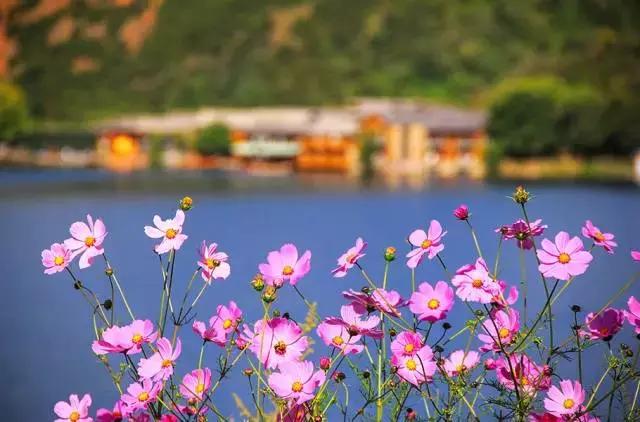 泸沽湖为什么适合一个人去,大理古城和泸沽湖哪个更值得一去