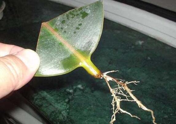 橡皮树太高了可以全部剪掉吗视频,橡皮树长得太高可以砍断吗