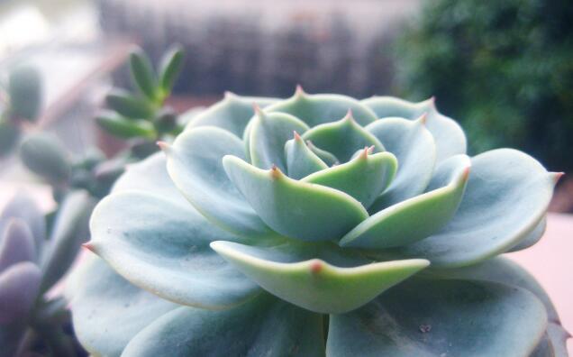 多肉玉蝶砍头后如何处理,多肉玉蝶秋天可不可以砍头扦插