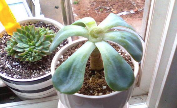 多肉玉蝶砍头后如何处理,多肉玉蝶秋天可不可以砍头扦插