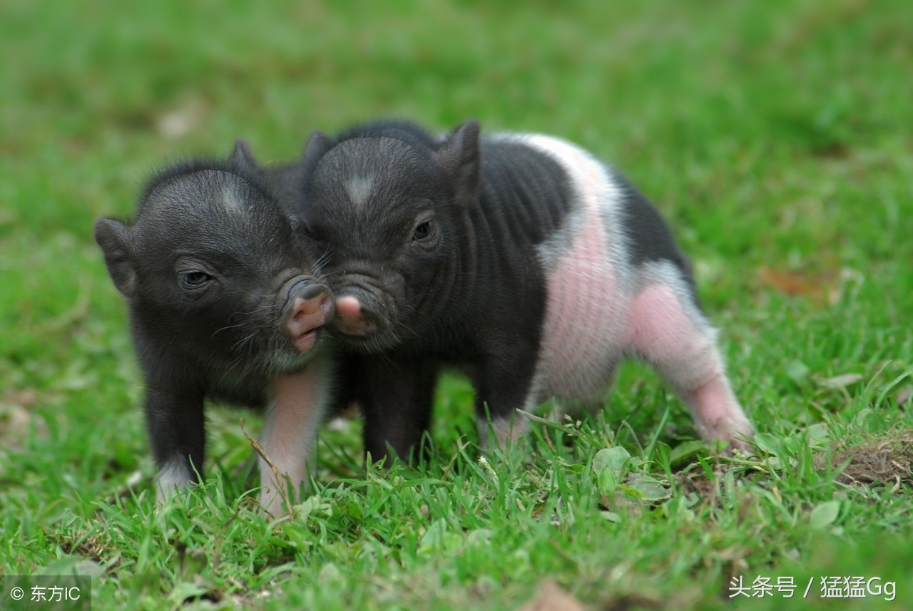 bu~谷，哇哦，什么声音？好刺耳啊……