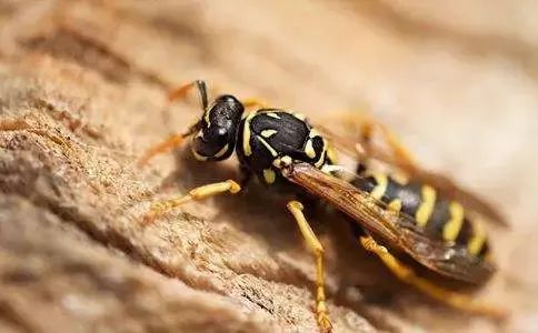 池州毒蜂蜇人致死事件,广西除草蜂蜇人死亡