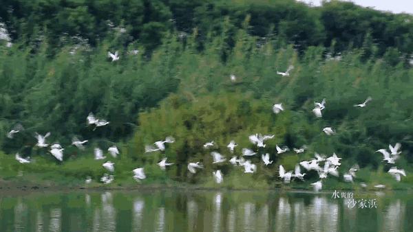 阳澄湖旅游吃大闸蟹民宿,沙家浜景区芦花湾住宿