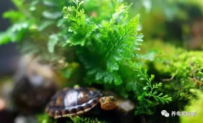 龟不沉水怎么办,西非龟一直浮在水面